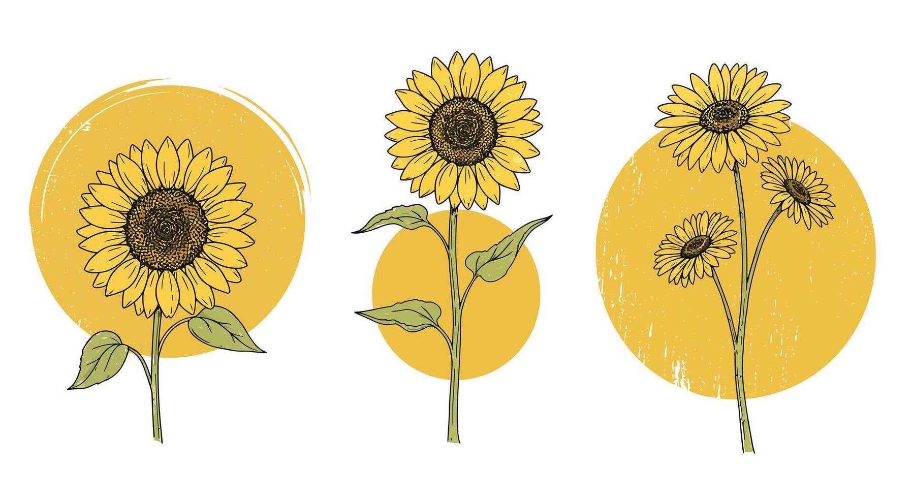 Three detailed sunflowers with leaves against yellow circular textured backgrounds in flat botanical art vector