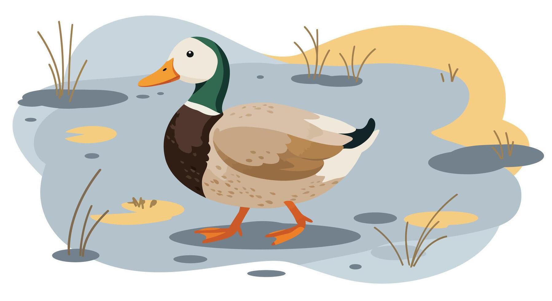 Mallard duck walking on a wetland surface with reeds and puddles flat minimal illustration vector