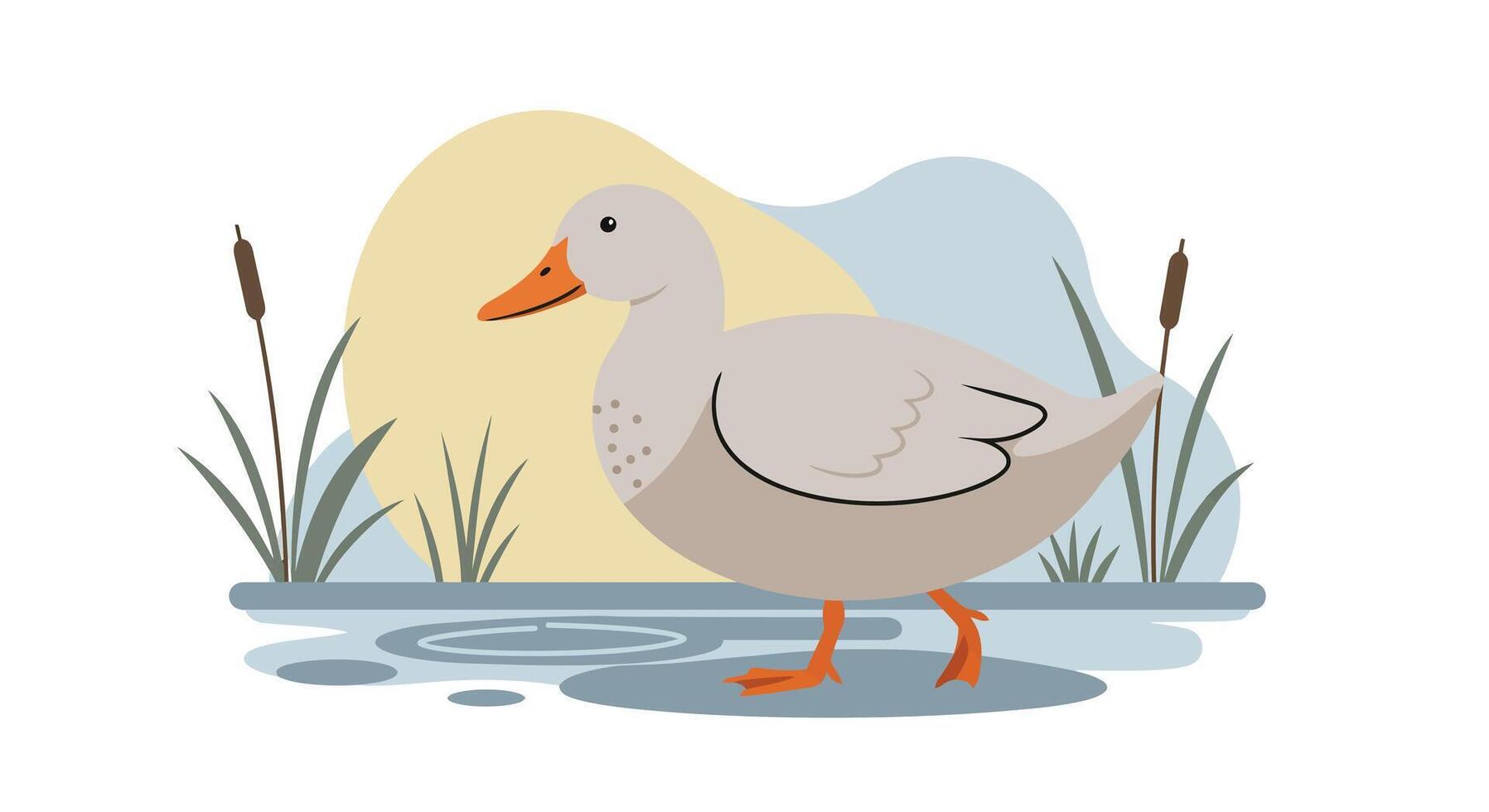 Grey duck standing in shallow water with cattail plants and soft natural background flat style illustration vector
