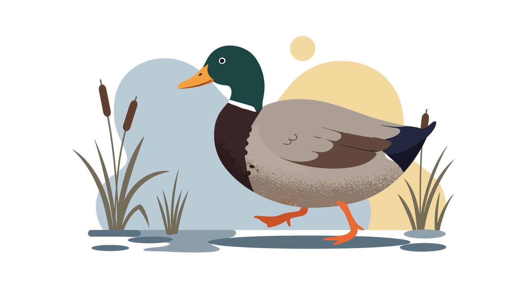 Male mallard duck with green head walking near water reeds in minimal flat nature scene illustration vector