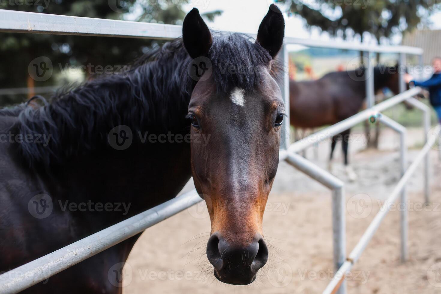 Beautiful horse in a paddock on the farm. Portrait of a horse. photo