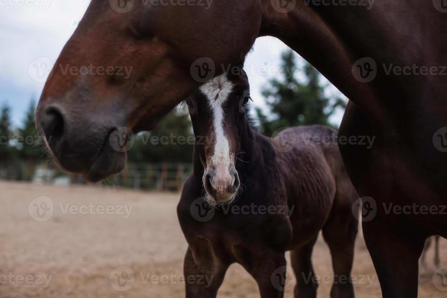 Close up of a Adorable foal with his mother on the farm. photo