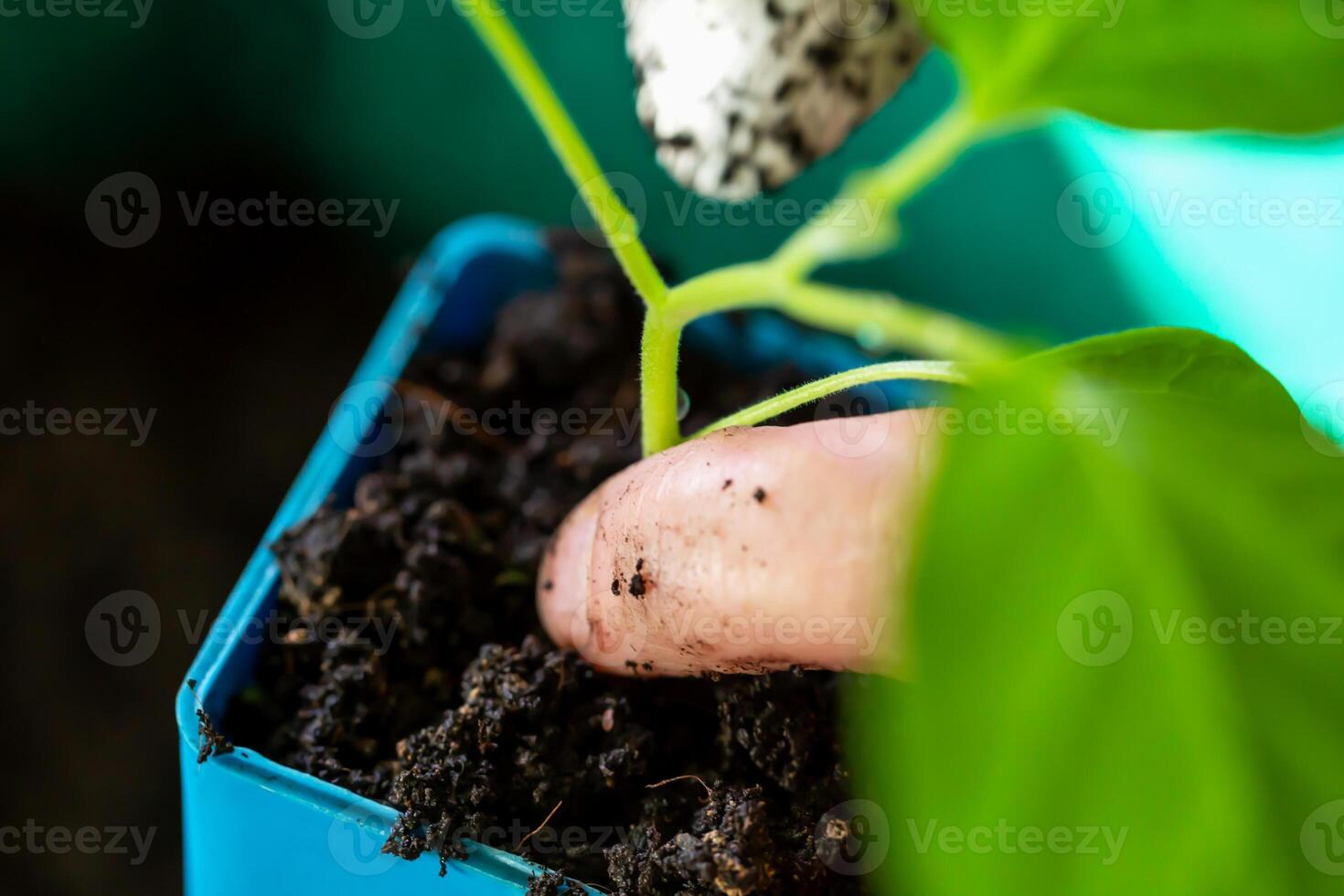 Close-up finger gently pressing soil around green seedling in blue pot, illustrating careful plant handling during transplantation. Finger pressing soil around seedling. Locally grown. Selective focus photo