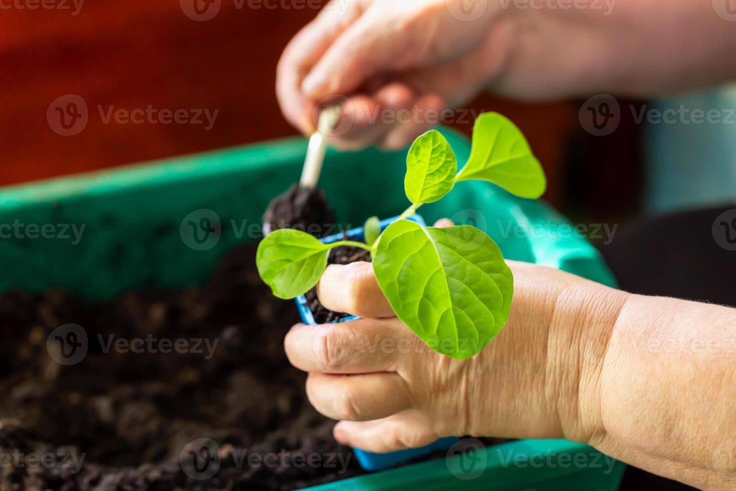 Close-up of hands carefully planting green seedling in blue container using small gardening tool, symbolizing home gardening and nurturing care. Planting seedling with gardening tool. Locally grown photo