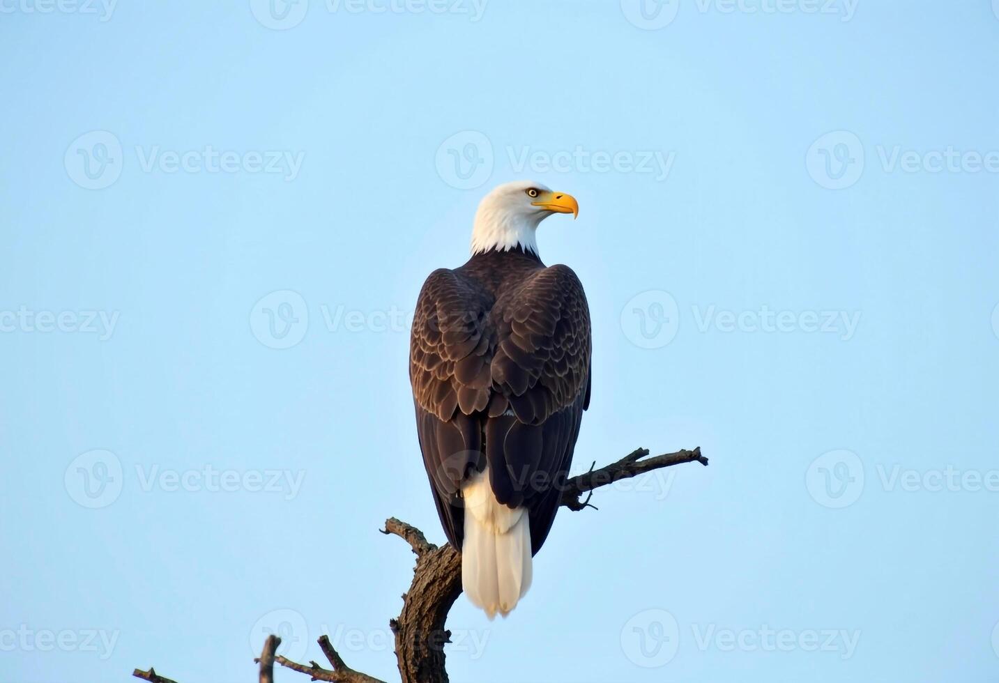 Majestic Bald Eagle Perched On Branch Against A Clear Blue Sky Background photo