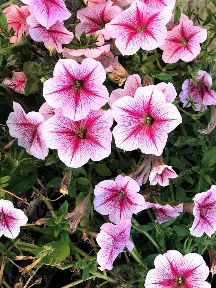 Closeup Surfinia flowers at the garden photo
