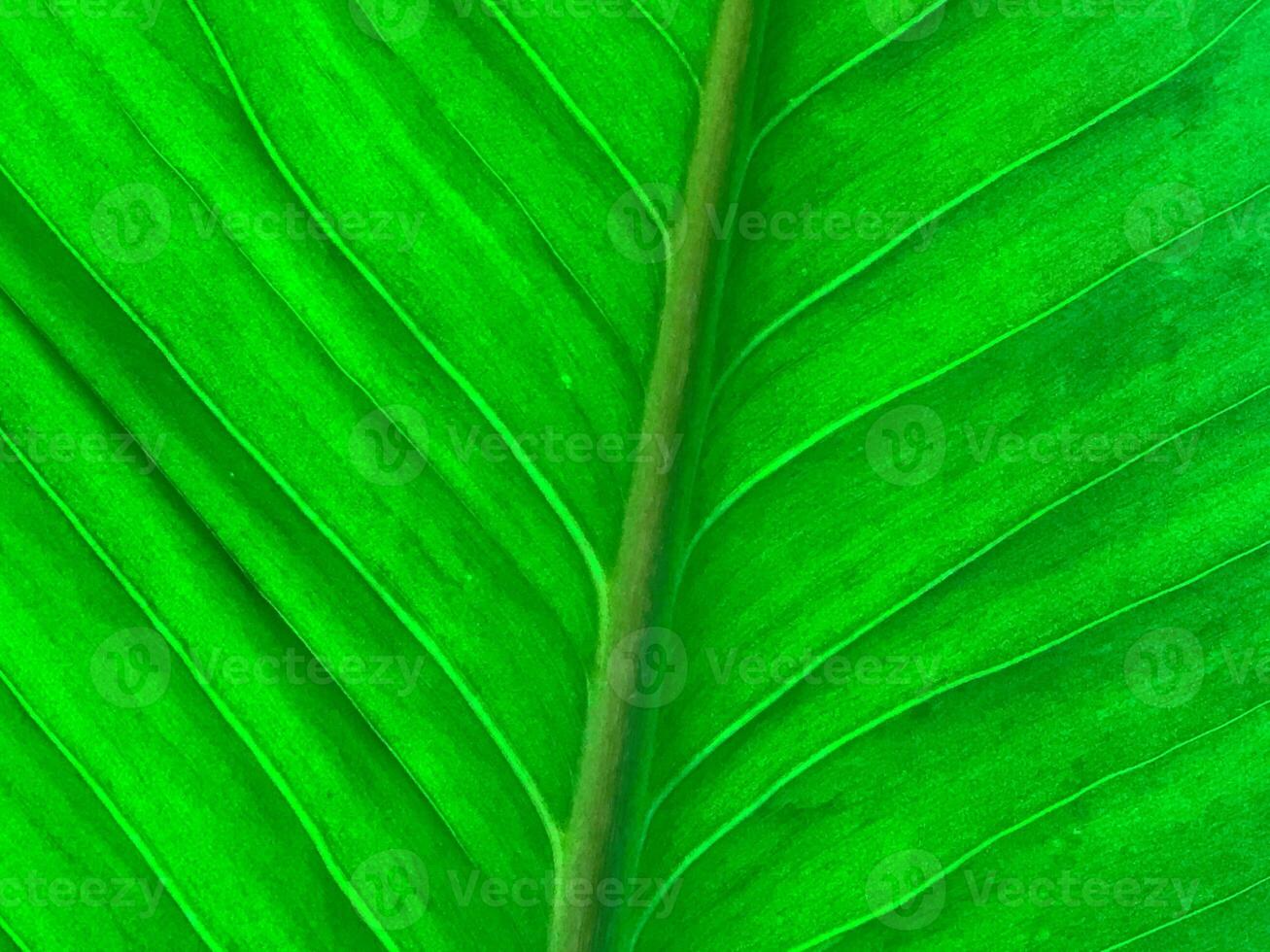 Closeup large green leaf branch with texture photo