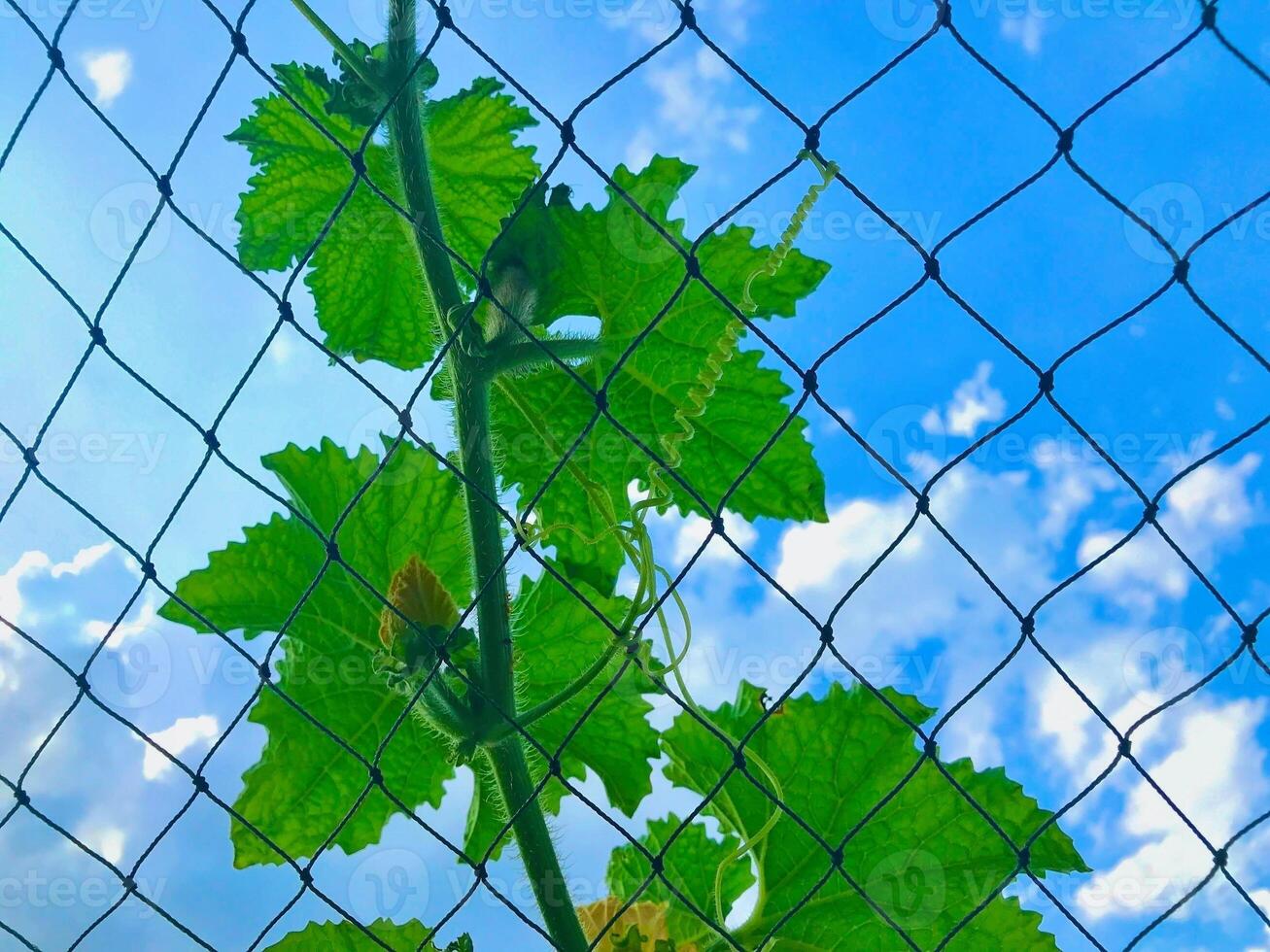 Closeup green leaf plant with bright blur sky in background photo