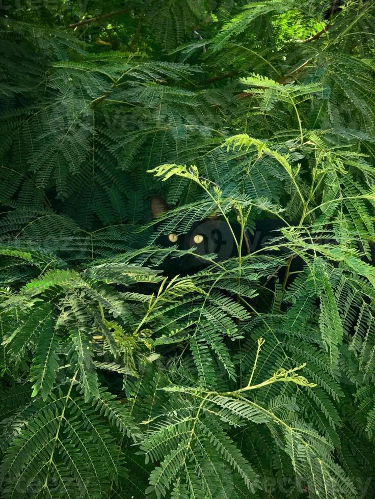 Black cat in the tree bush looking to camera photo