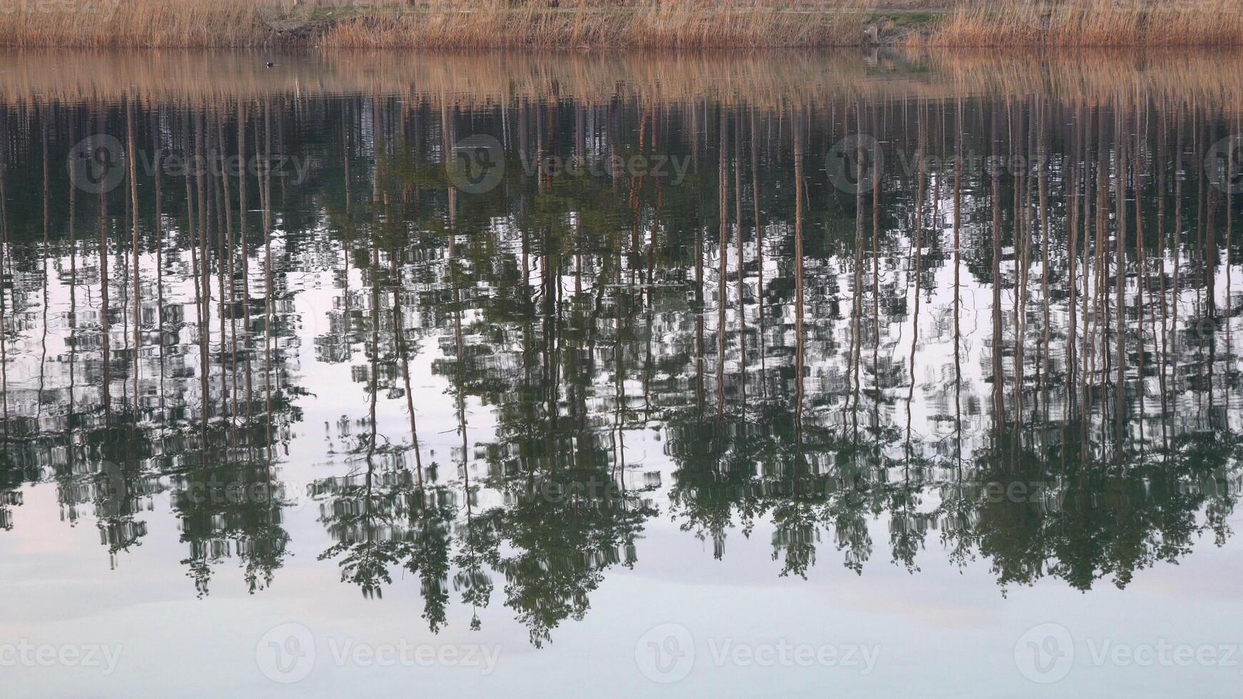 Reflection of pine forest on the surface of the river photo