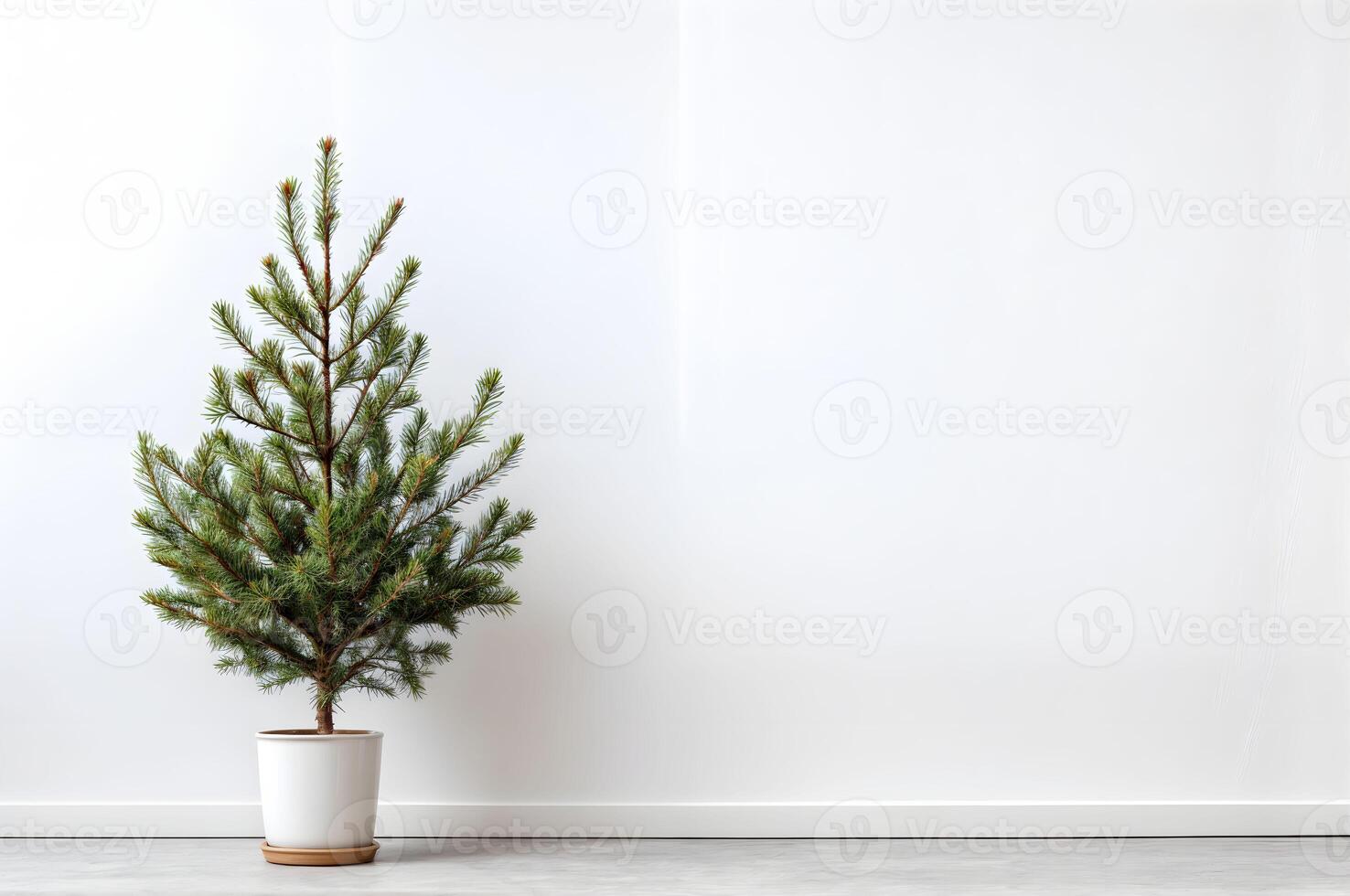Potted evergreen tree placed in minimalist indoor setting with white wall with copy space. photo