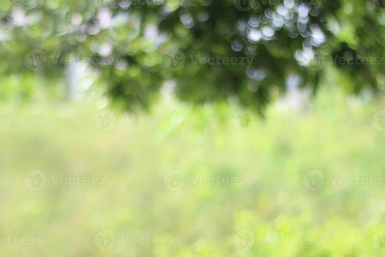 Blurry Tree green nature forest beautiful blur background and Bush leaves blurred hanging from the top of the picture photo