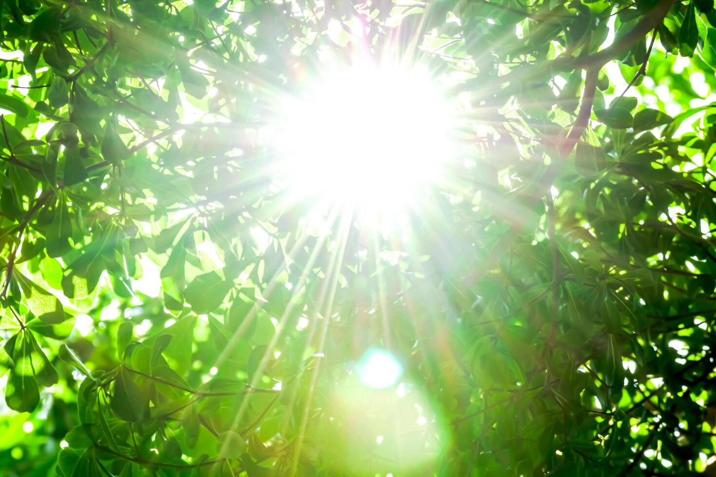 sunlight shine and blurred tree leaf for wild natural background, sunshine lighting on green nature forest photo