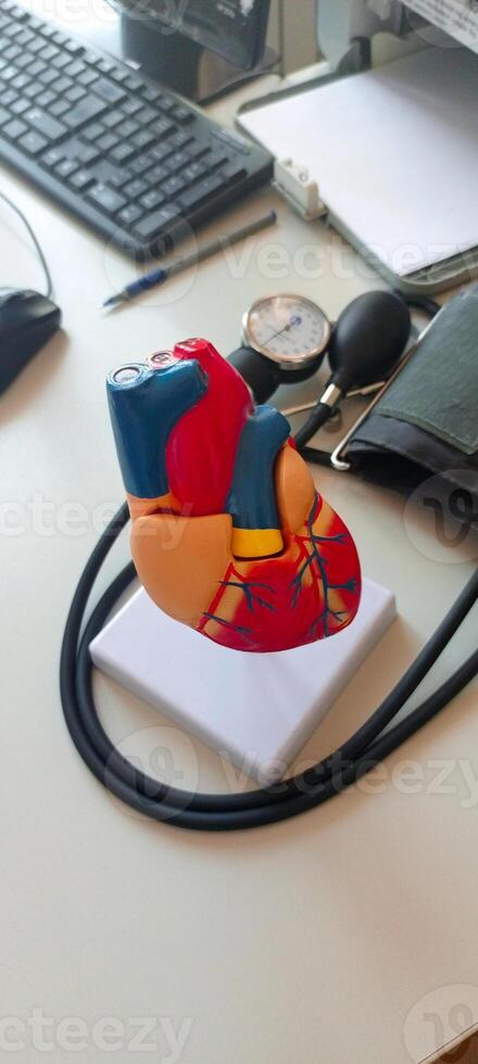 Cardiology cAnatomical human heart model, chambers, valves, major vessels, set against on the desktop background. Cardiovascular Diseases, Hypertensive Heart. World Heart day, health concept, hyoncept photo