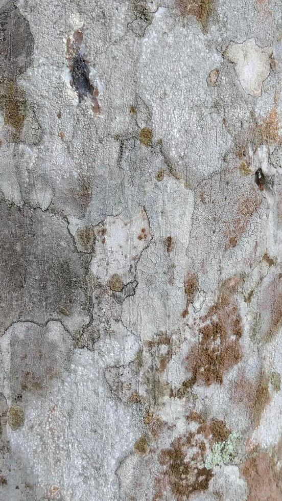 textured surface with cracks and natural patterns photo