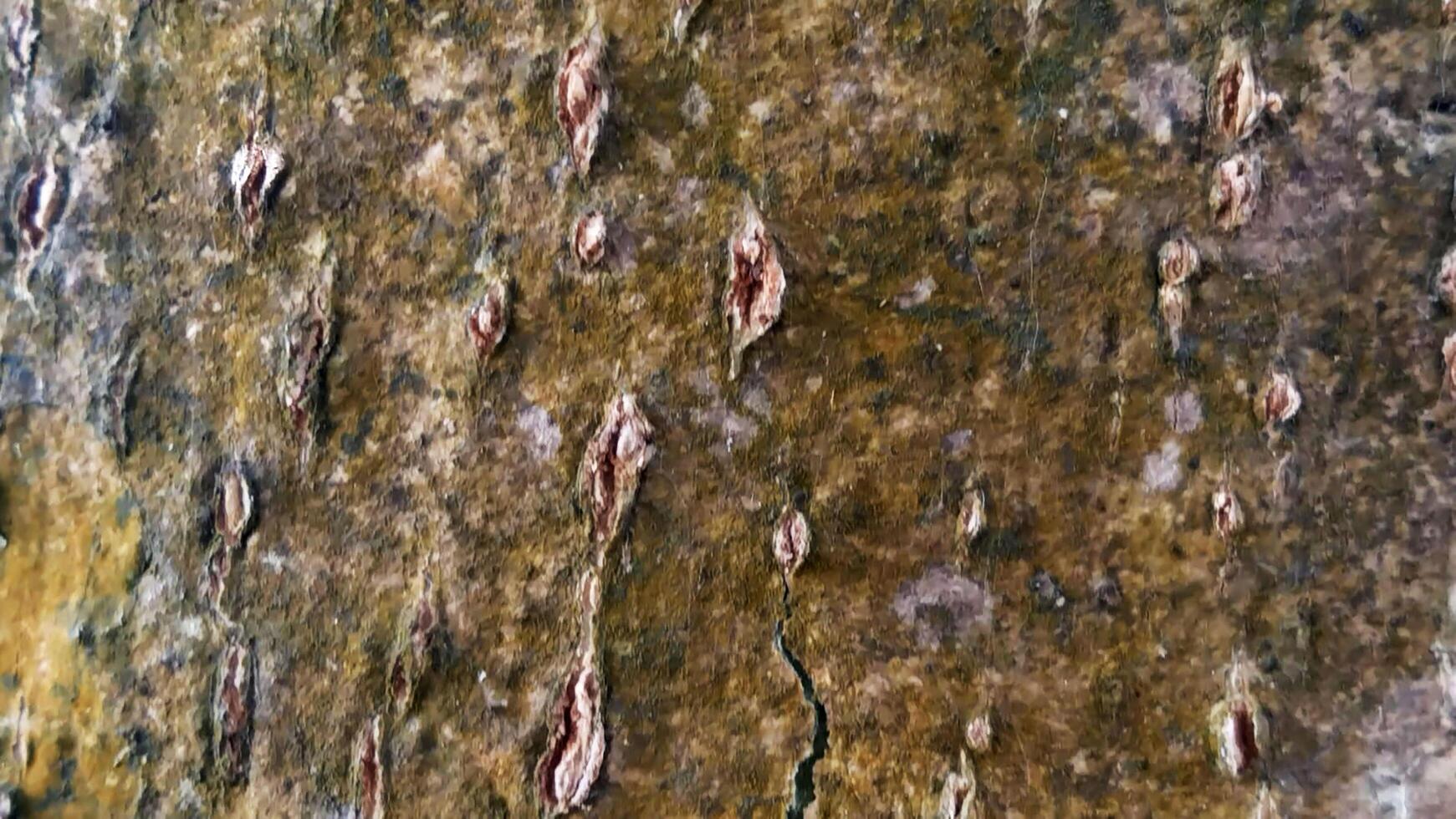Close up tree bark texture photo