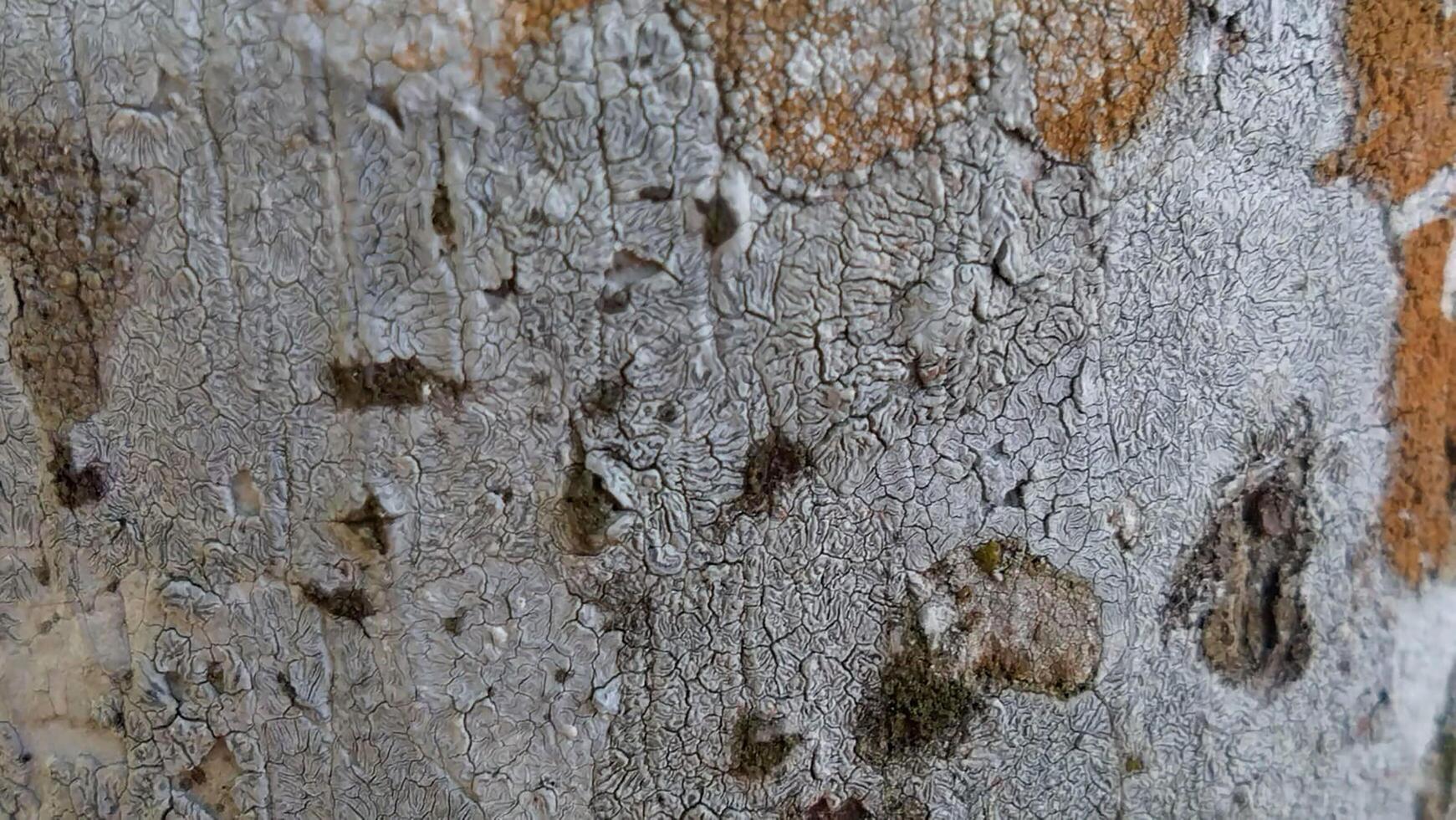 Closeup of weathered and textured surface with cracks and natural patterns photo