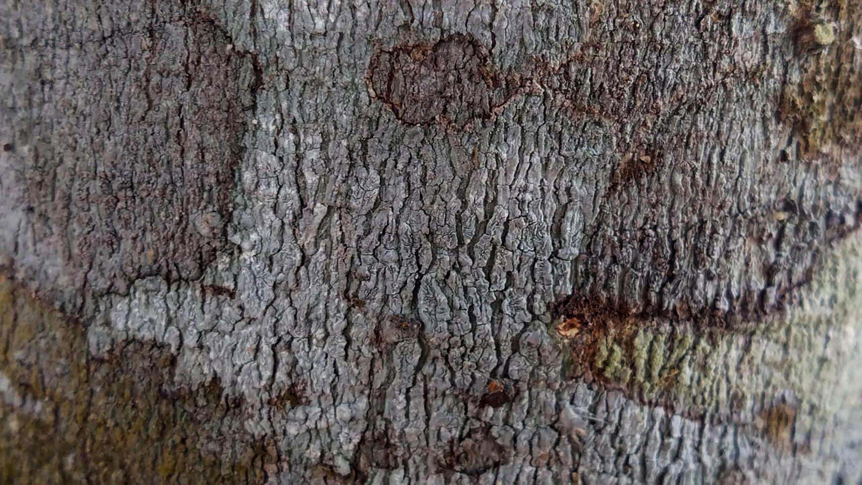 The trunk texture of a tree photo