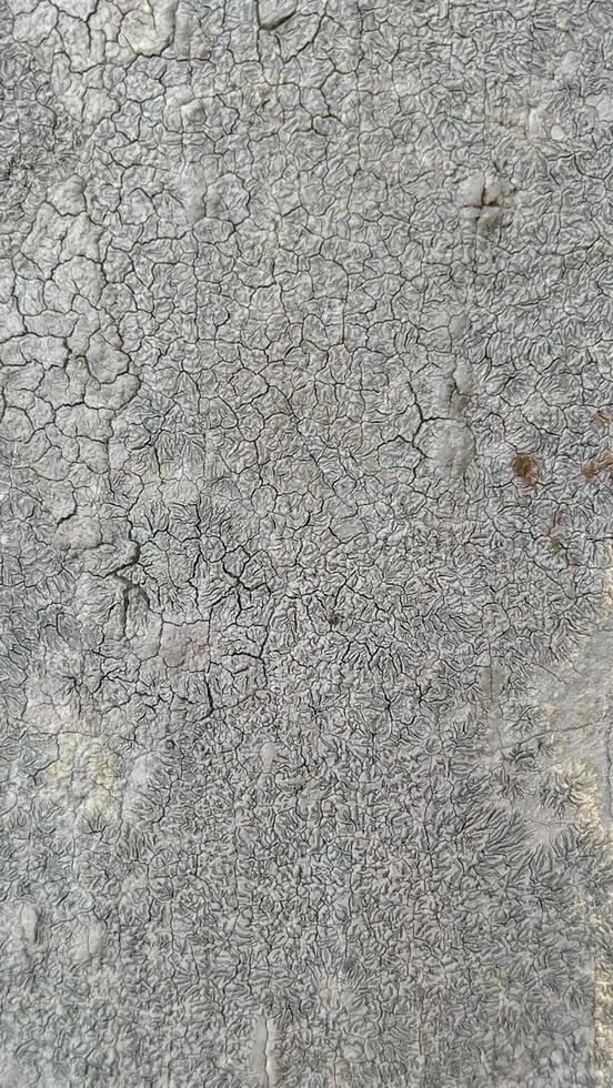 Old grunge wall concrete texture as a background. photo
