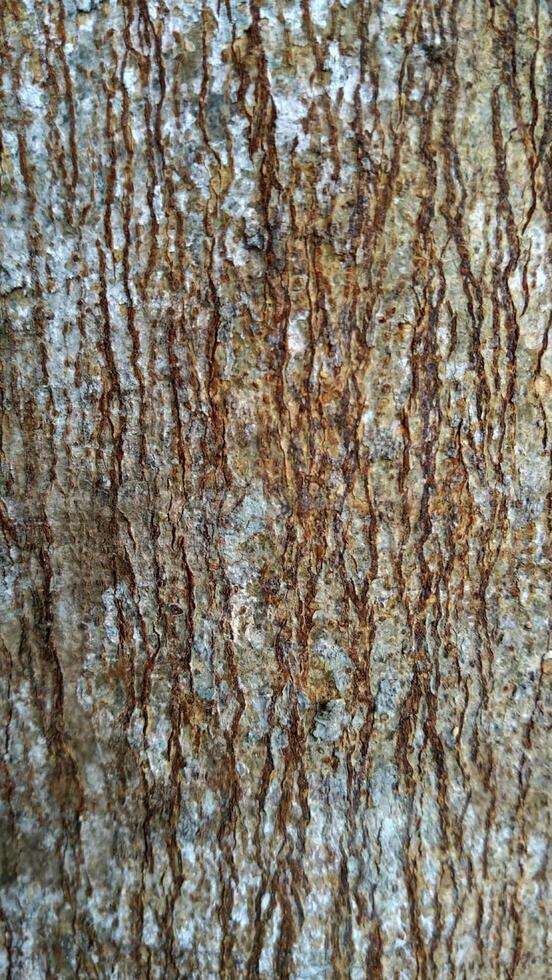 Tree Bark Texture Closeup shot of tree photo