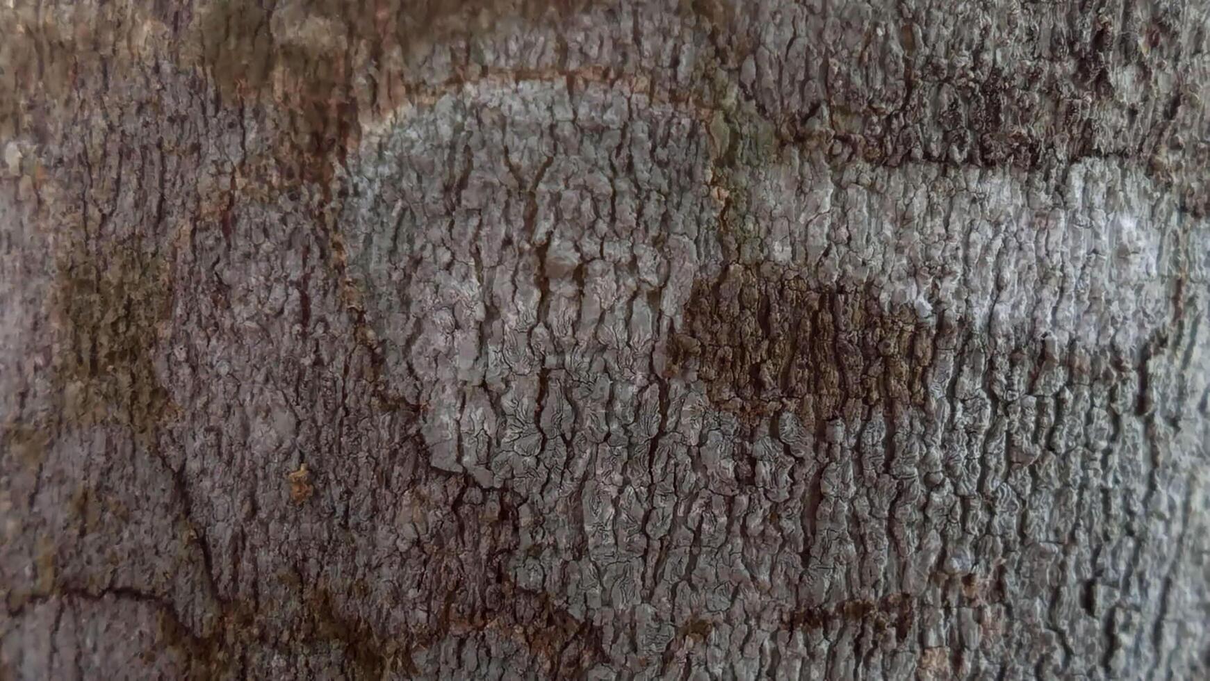 The trunk of a tree photo