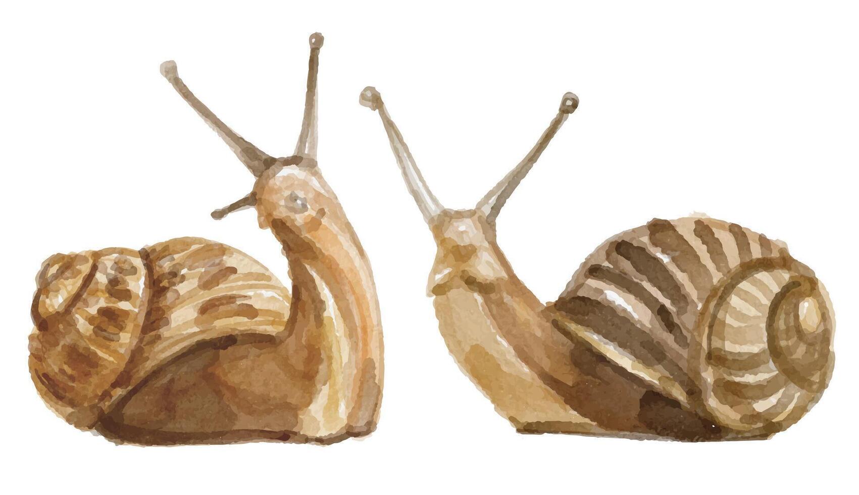 Watercolor set of snail for logo, invitations and more vector