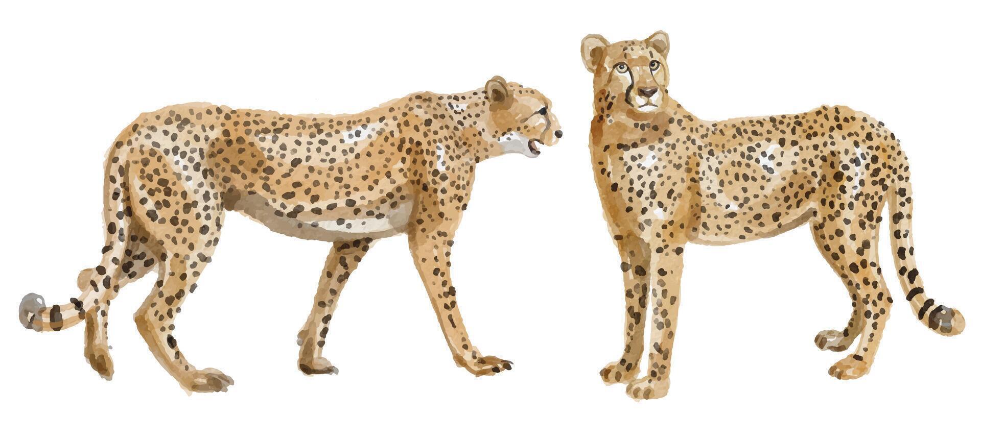 Watercolor set of cheetah for logo, invitations and more vector