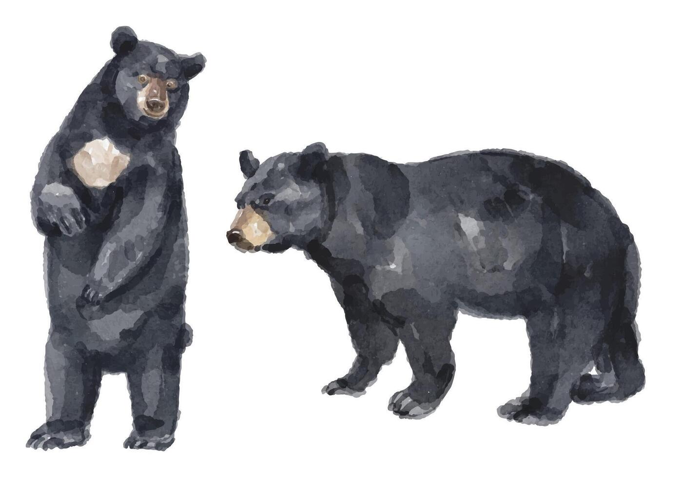 Watercolor set of black bear for logo, invitations and more vector