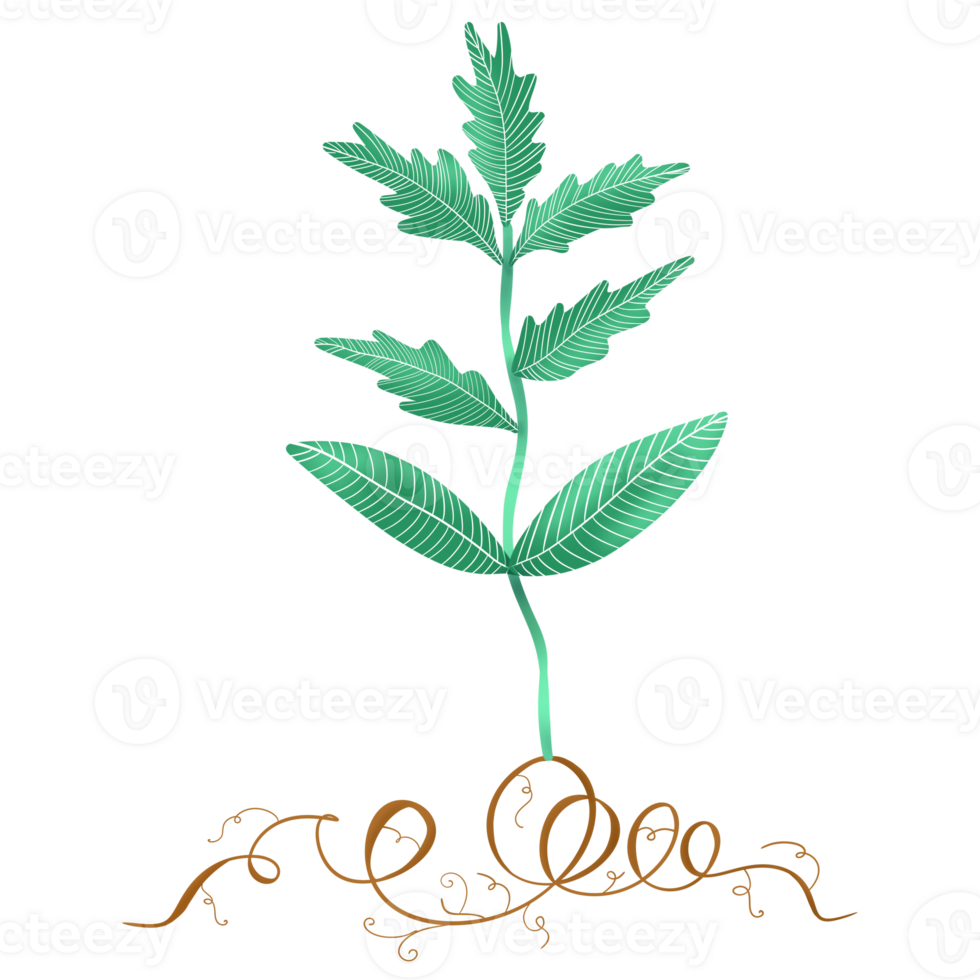 A young tomato plant with roots. Growing plants. The illustration is made with colored pencils png