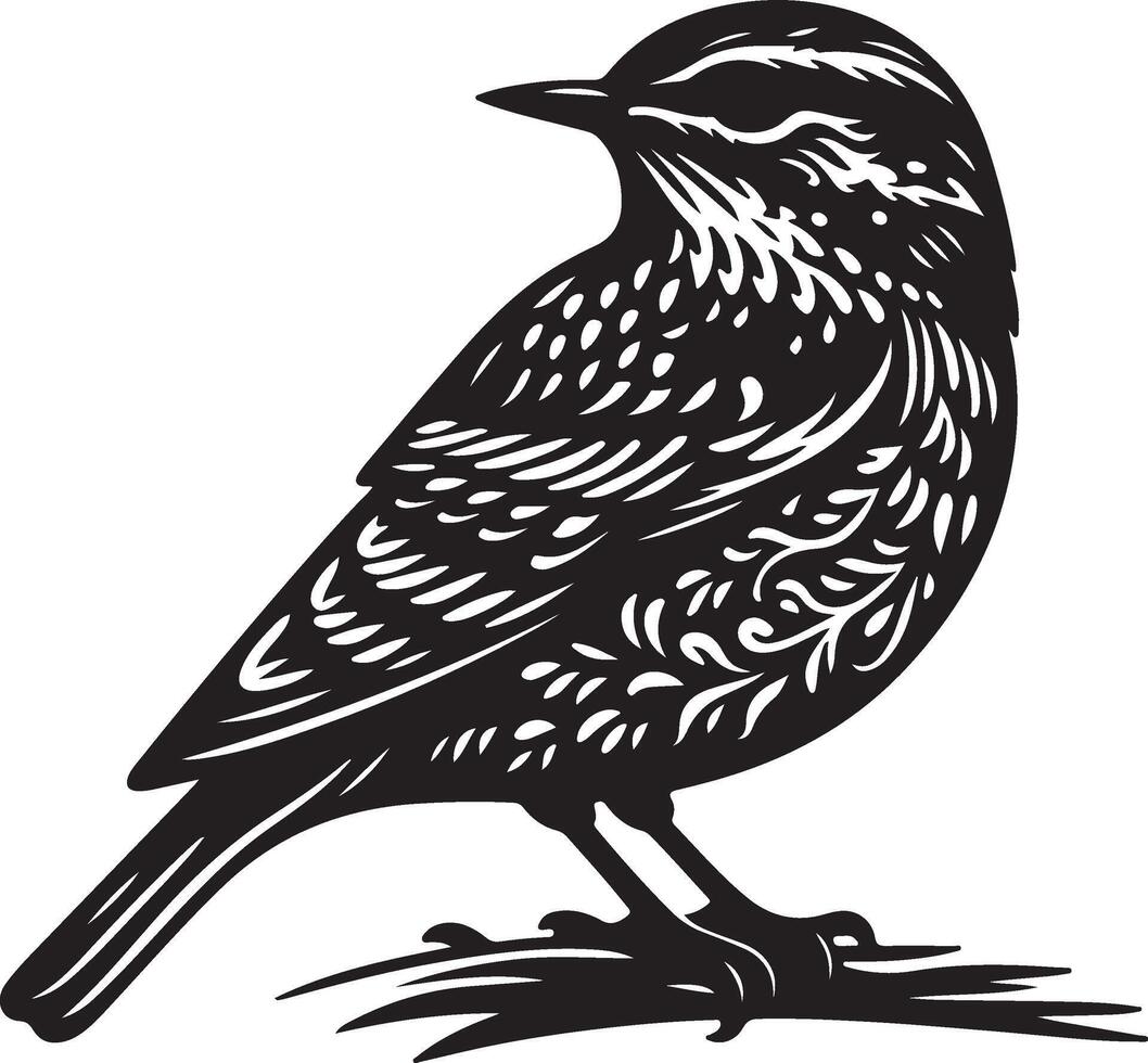 A detailed black and white illustration of a song thrush perched on a small branch vector