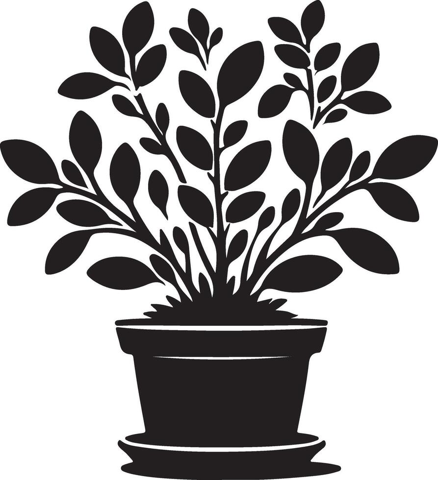 A black silhouette of a potted plant with oval leaves and multiple stems on a white background vector