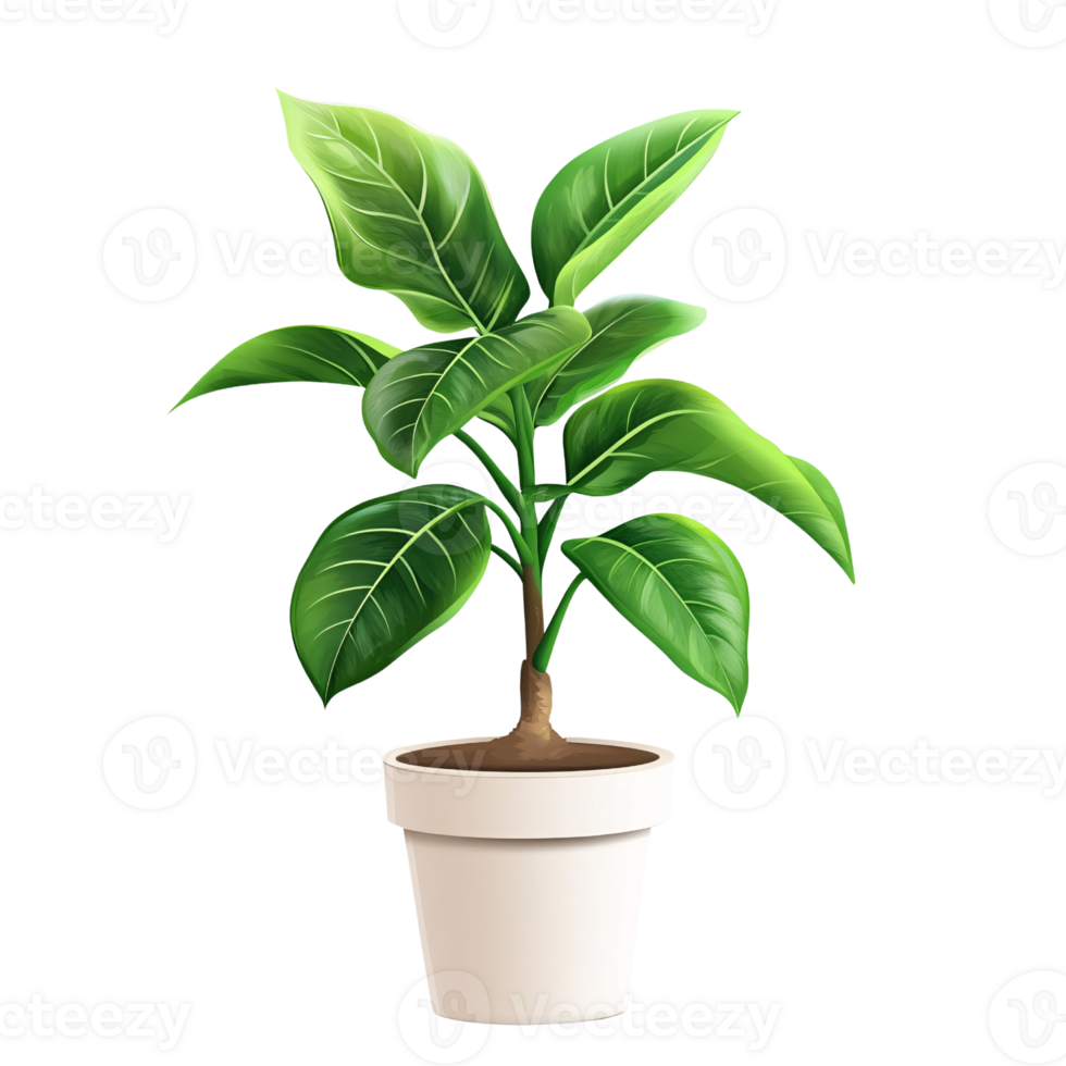Ficus Elastica plant in white pot on transparent background Concept of indoor gardening, home decor, and botanical illustration png