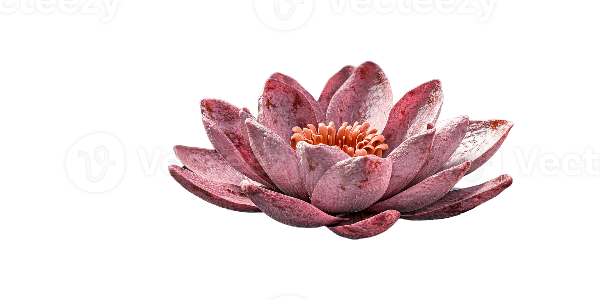 Closeup of a pink water lily flower with detailed petals on a transparent background Concept of purity, beauty, and zen png