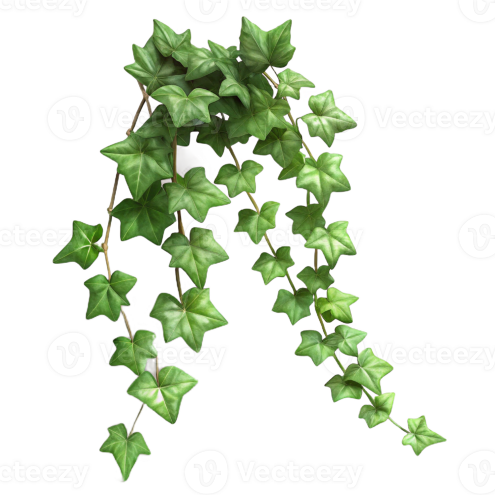 vibrant artistic Realistic Ivy Vines Cutout with Shadow Detail detailed png