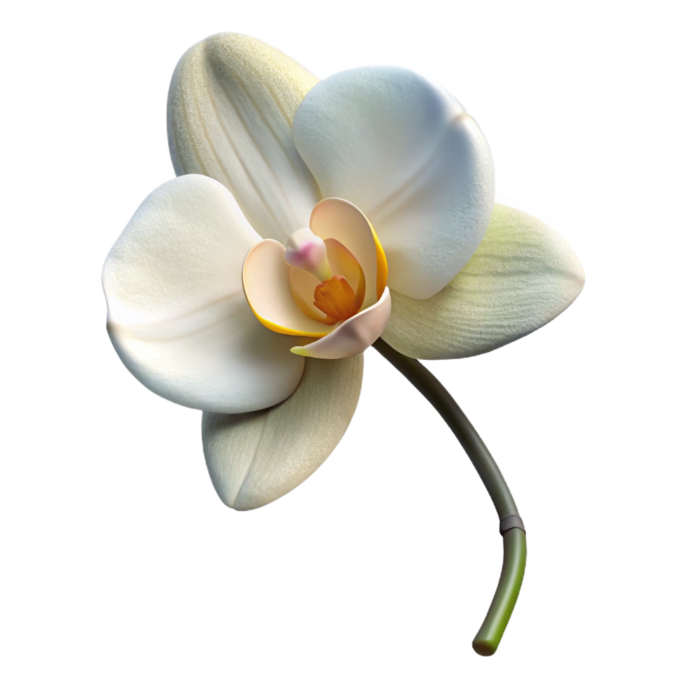 dramatic contemporary White Orchid Stem Isolated Transparent Background original png