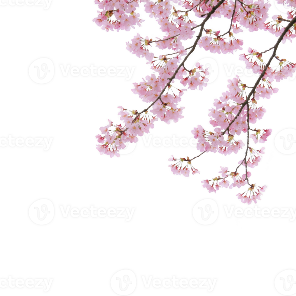 A Delicate pink cherry blossoms slender branches stand out against transparency background, creating striking contrast. flowers are full bloom, showcasing their intricate petals and natural beauty png