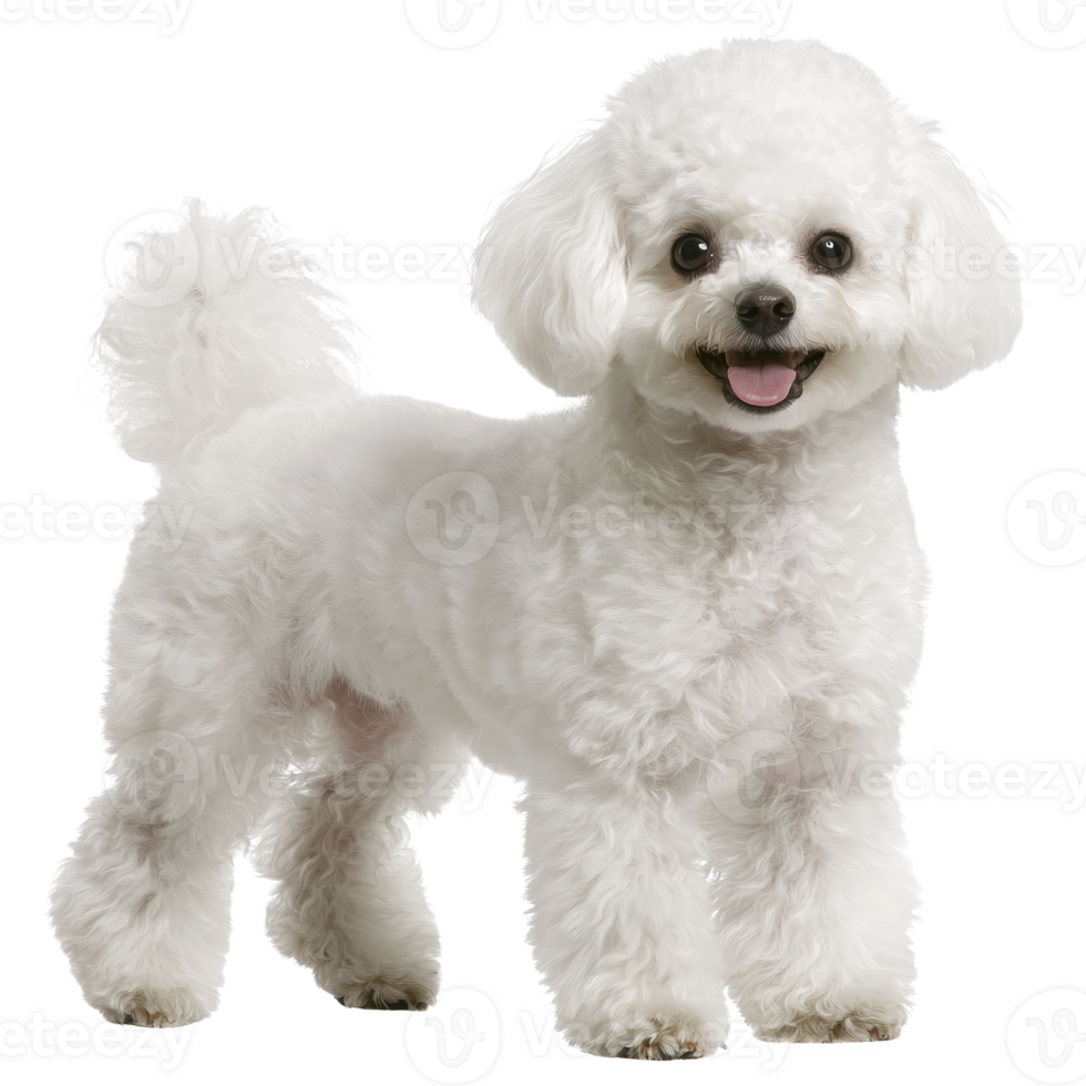 A fluffy white dog with cheerful expression stands on transparency background, showcasing its curly fur and playful demeanor. dog appears well groomed and lively, exuding sense of joy png