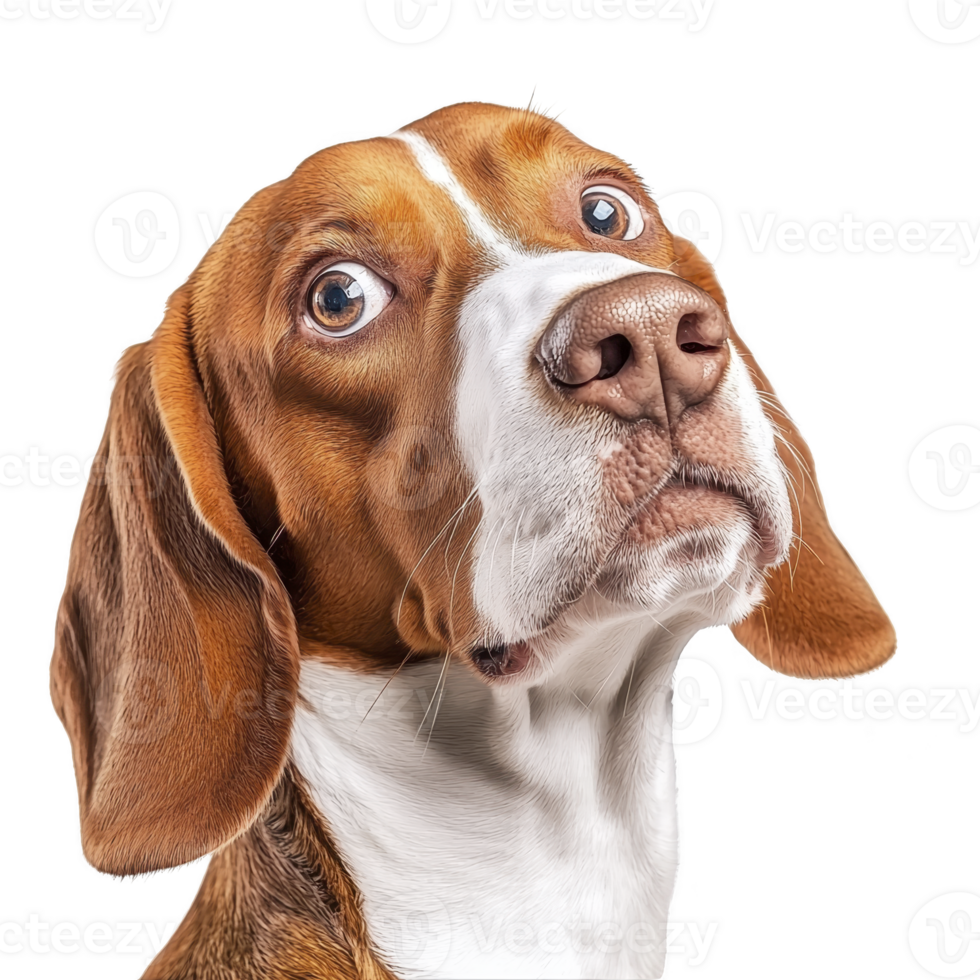 A curious beagle with expressive eyes and glossy coat looks up, capturing attention with its endearing gaze. dog floppy ears and distinctive markings add to its charm png