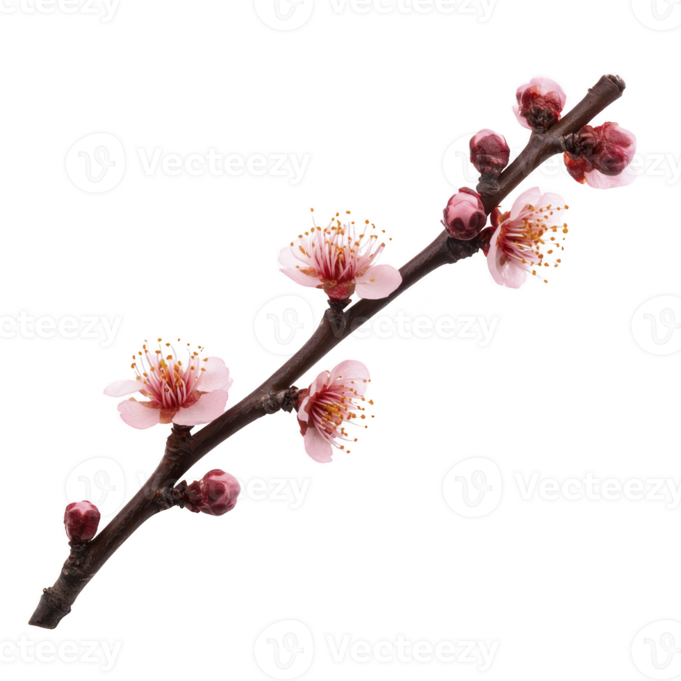 A delicate branch of pink cherry blossoms with buds, showcasing beauty of springtime. flowers are in various stages of bloom, highlighting nature vibrant renewal png