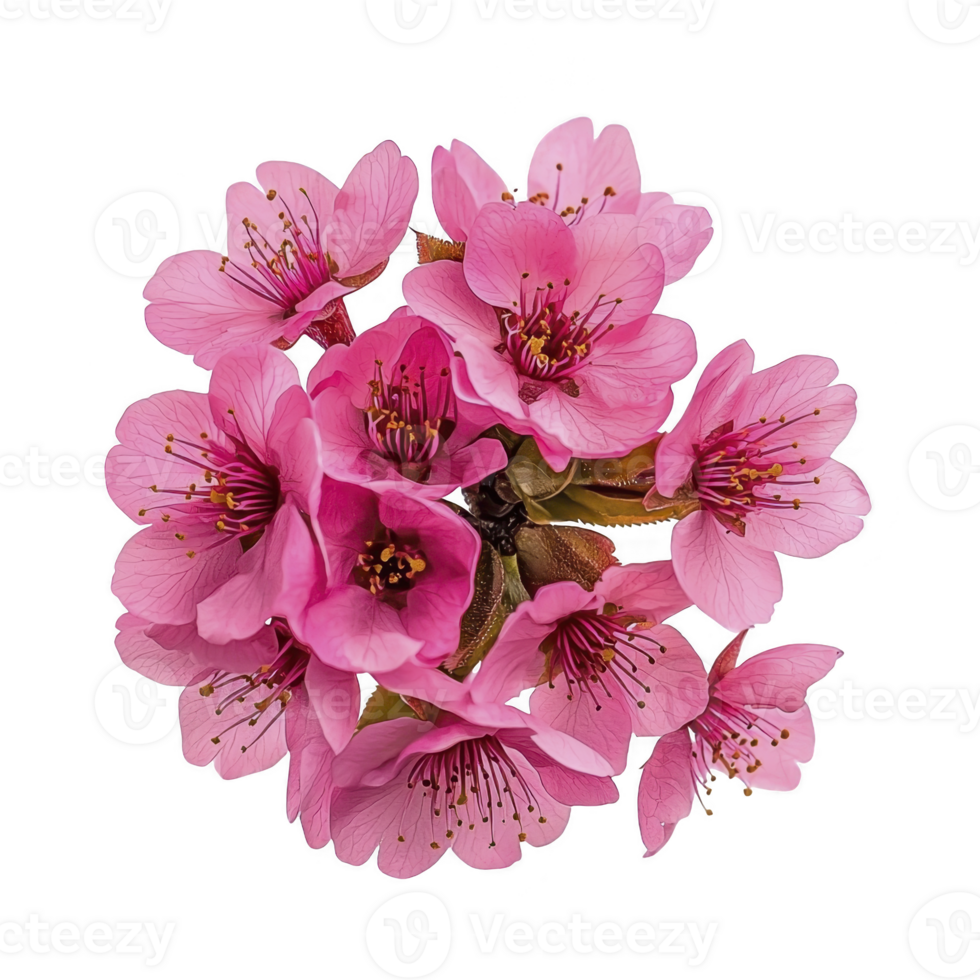 A Pink cherry blossoms in full bloom create vibrant and delicate floral display. cluster of flowers showcases intricate petals and stamens, symbolizing beauty and renewal png
