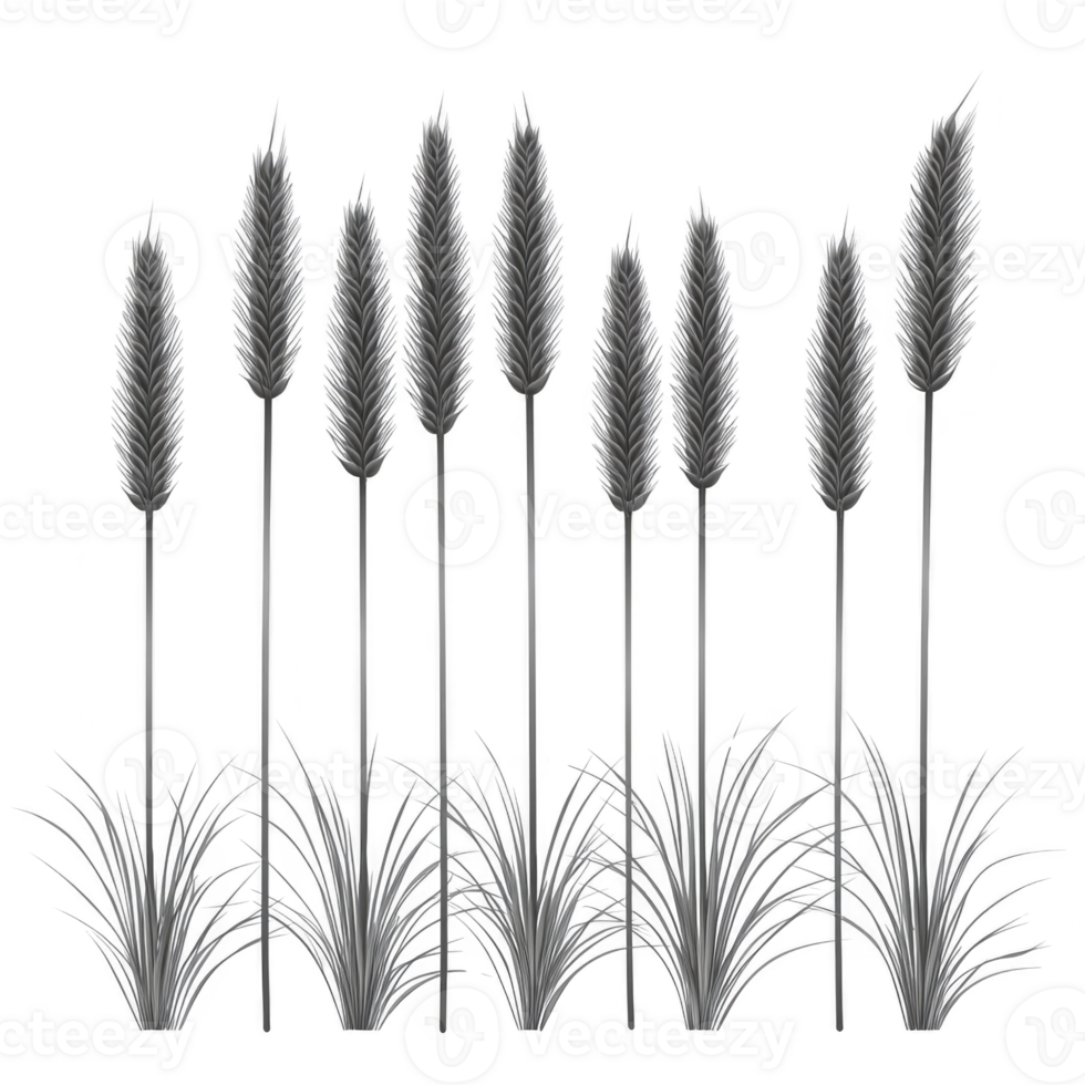 A Tall, elegant pampas grass with feathery plumes stands in row, creating serene and natural atmosphere. monochrome image highlights texture and form of grass png