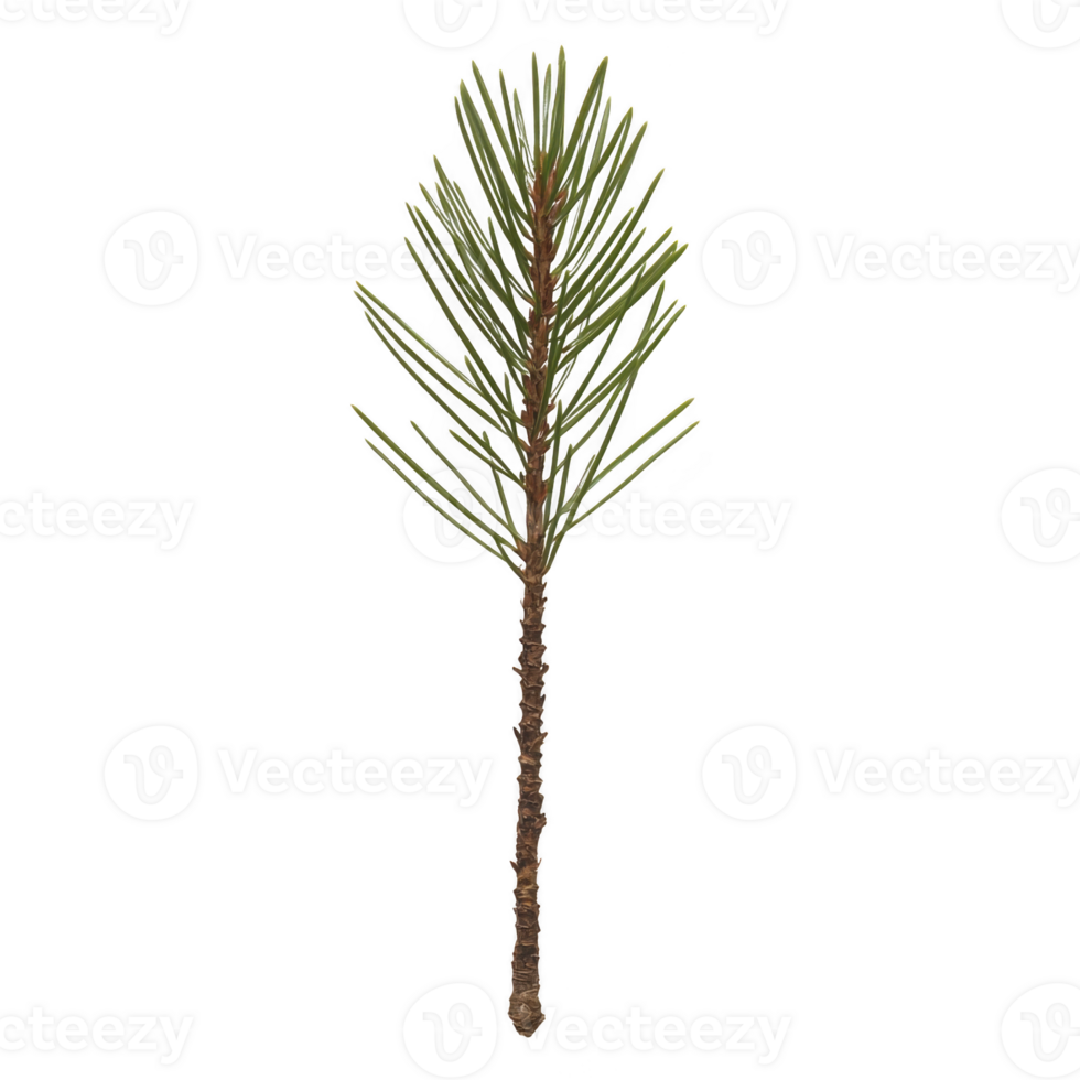 A single pine branch with slender green needles and textured brown stem, isolated on transparency background, showcasing natural simplicity and elegance png
