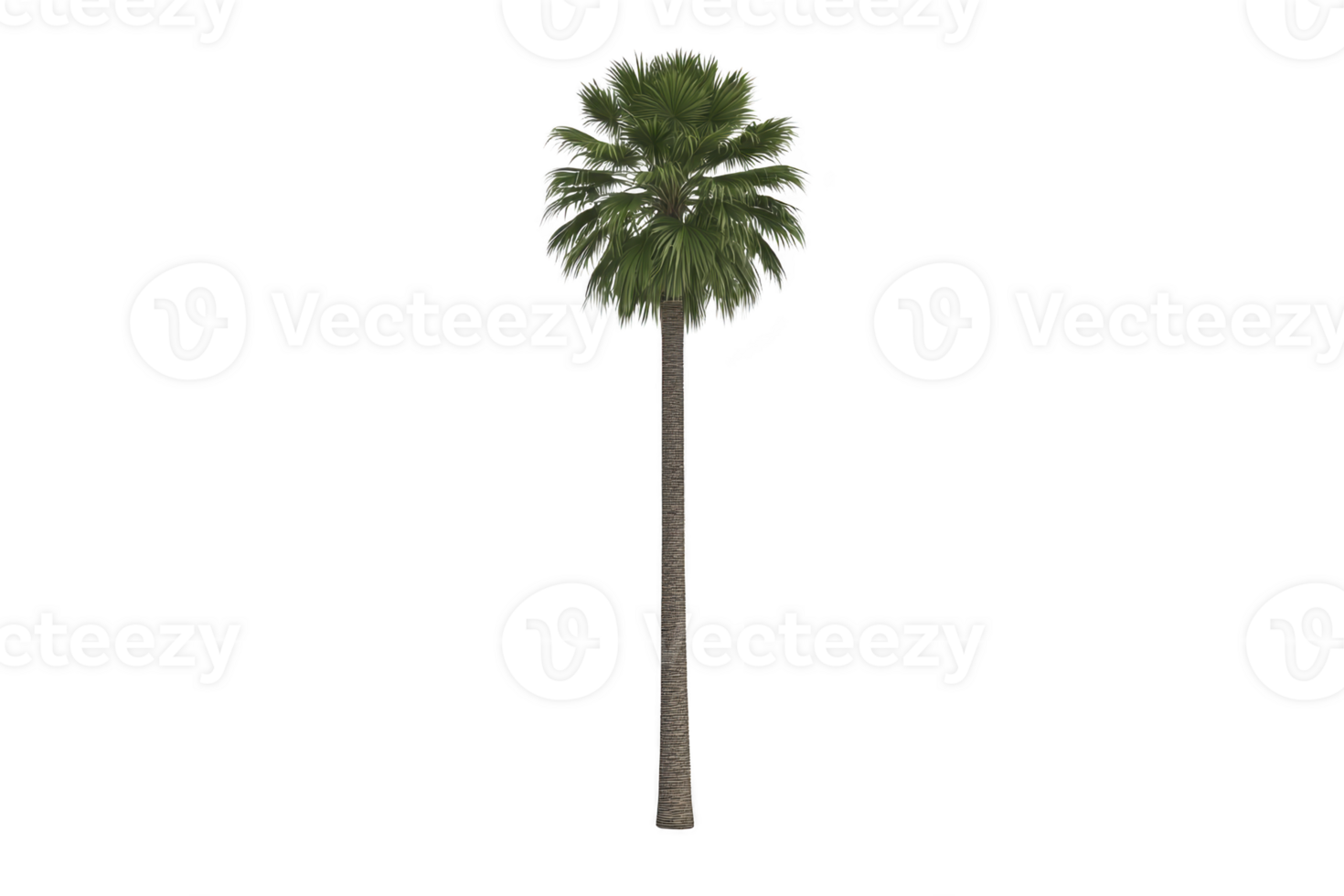 A tall, lush palm tree stands against clear background, showcasing its vibrant green fronds and slender trunk. tropical plant evokes sense of relaxation and warmth png