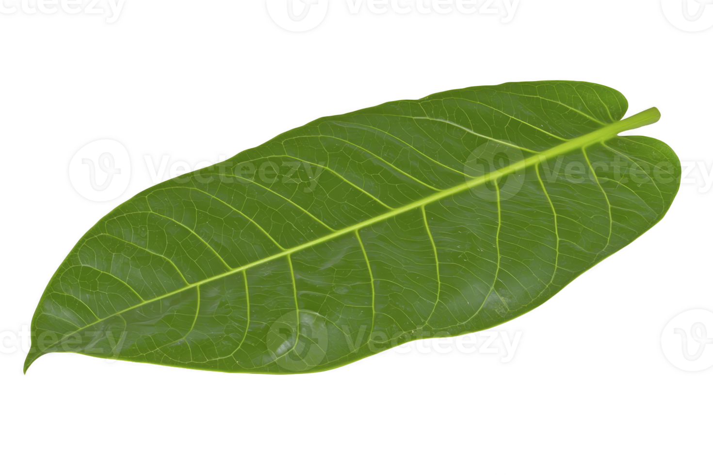 A single green leaf with visible veins and smooth texture, isolated on transparency background, showcasing its natural beauty and intricate details png