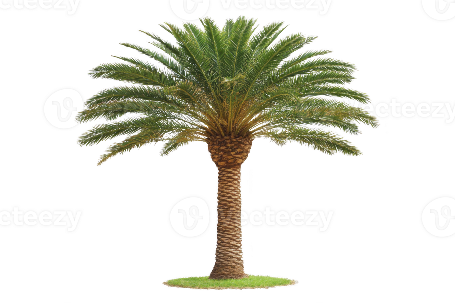 A tall, lush palm tree with vibrant green fronds and textured brown trunk stands against clear background, evoking tropical and serene atmosphere png