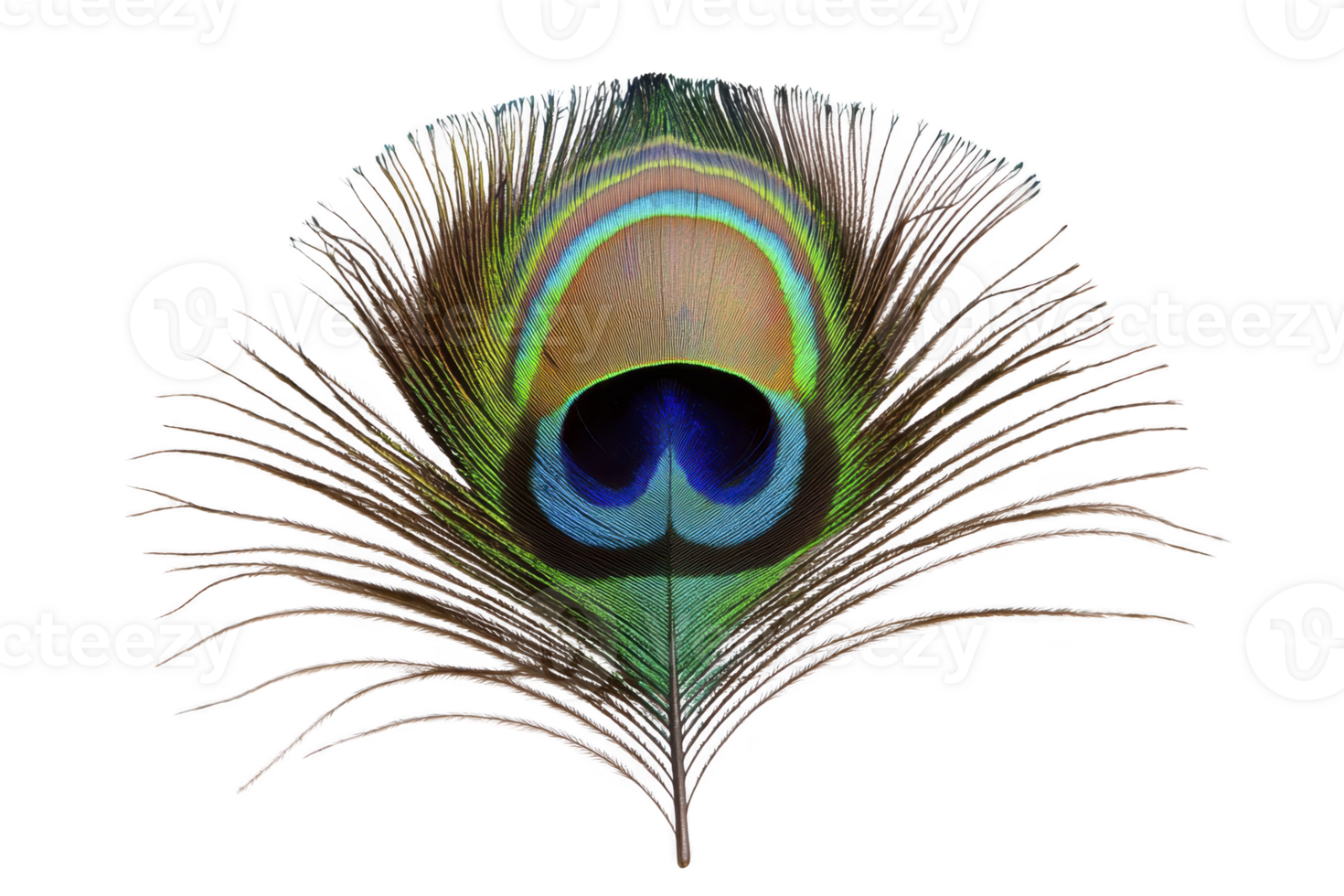 A vibrant peacock feather with iridescent colors, showcasing intricate patterns and striking eye like design, symbolizing beauty and elegance png