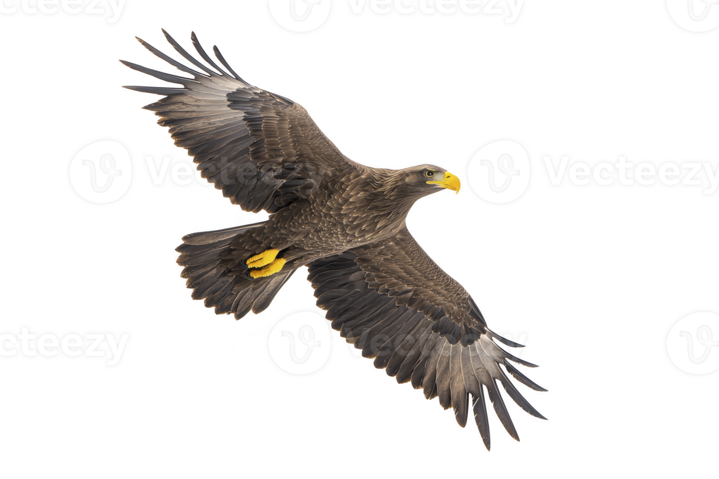 A majestic eagle soars through sky with its wings fully extended, showcasing its powerful presence and keen gaze. bird feathers are beautifully detailed, highlighting its grace and strength flight png