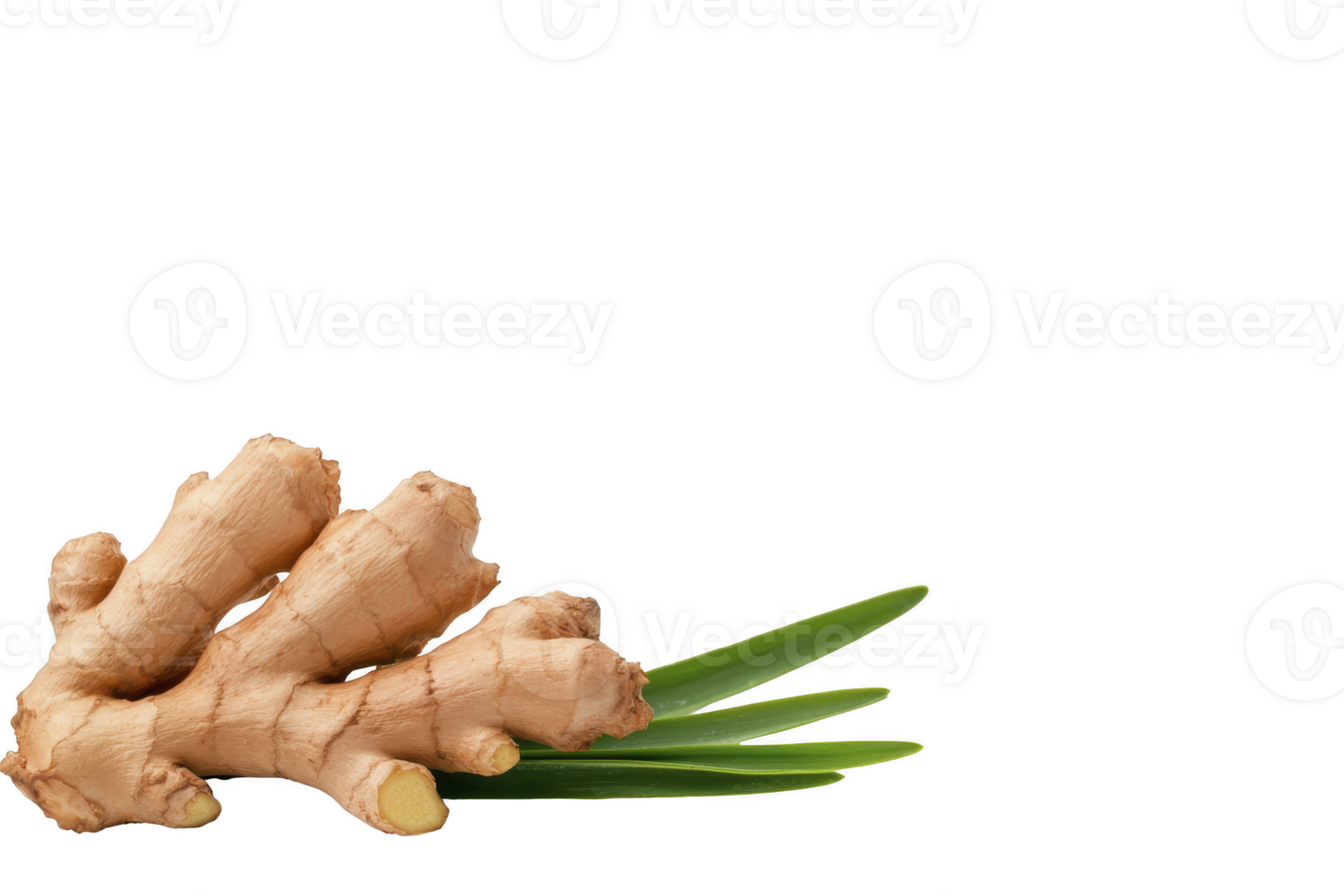 A fresh ginger root with green leaves is displayed transparency background, showcasing its natural texture and vibrant color. ginger earthy tones contrast with bright green leaves, creating lively png