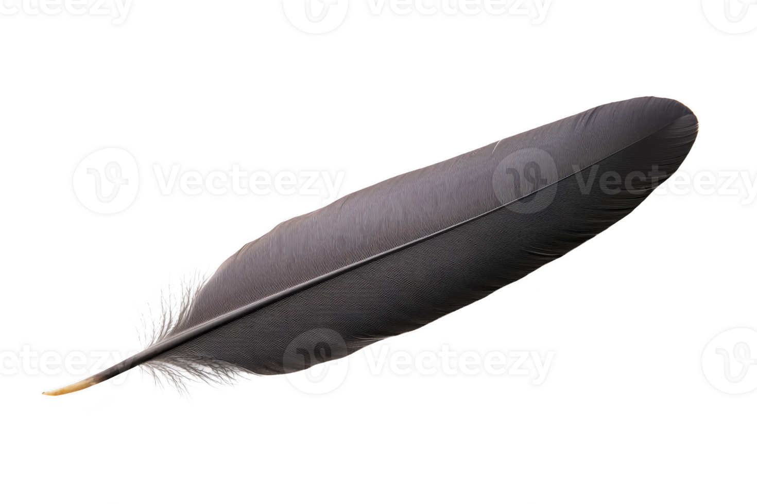 A single black feather with smooth texture and delicate barbs, isolated on transparency background, evokes sense of elegance and simplicity png