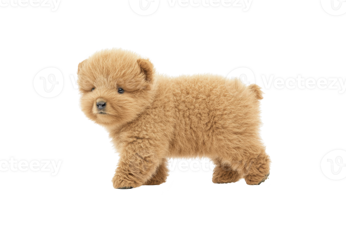 A fluffy, adorable puppy with thick, golden brown coat stands against transparency background, exuding cuteness and curiosity. Its small, rounded ears and soft fur make it look like cuddly teddy png